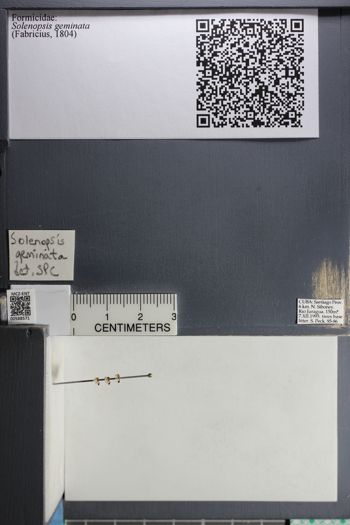Media type: image;   Entomology 588571